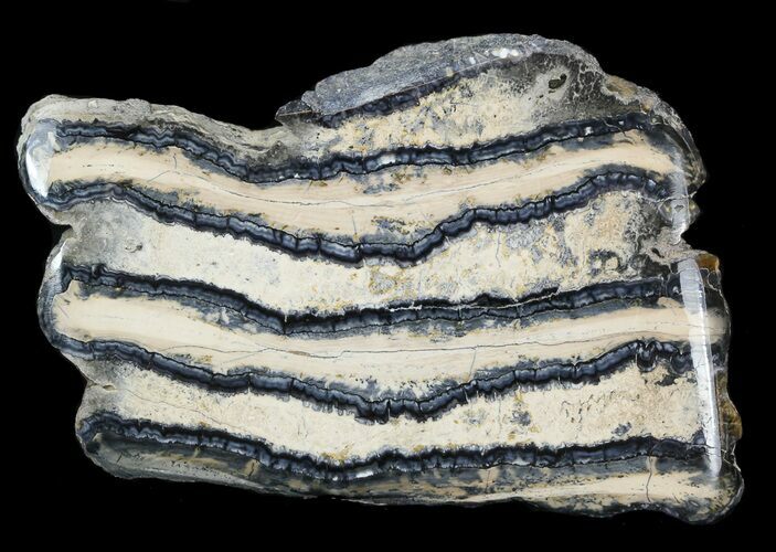Polished Mammoth Molar Section - North Sea Deposits #44109